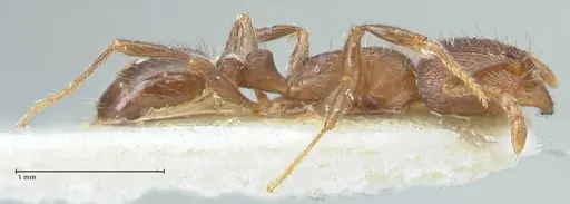 Tetramorium forte specimen FOCOL2023 image focol2023_4