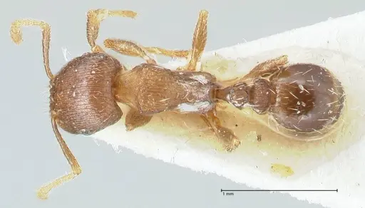 Tetramorium forte specimen FOCOL2024 image focol2024_1