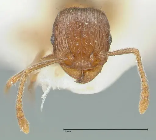 Tetramorium forte specimen FOCOL2024 image focol2024_2
