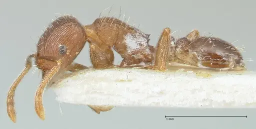 Tetramorium forte specimen FOCOL2024 image focol2024_3