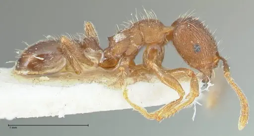 Tetramorium forte specimen FOCOL2024 image focol2024_4