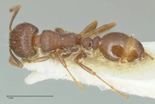 Tetramorium forte specimen FOCOL2067 image focol2067_1