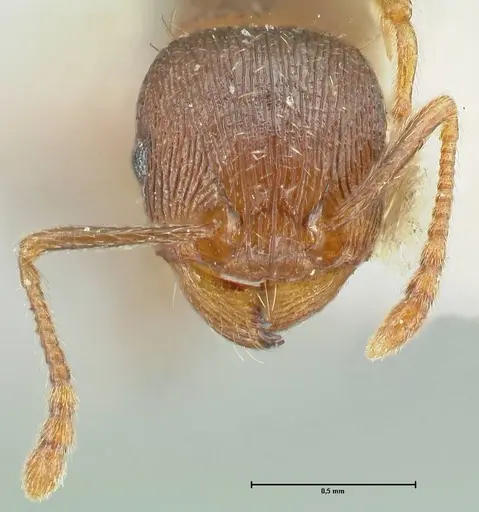 Tetramorium forte specimen FOCOL2067 image focol2067_2