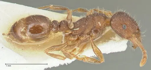 Tetramorium forte specimen FOCOL2067 image focol2067_3