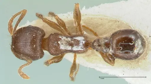 Tetramorium forte specimen FOCOL2068 image focol2068_1