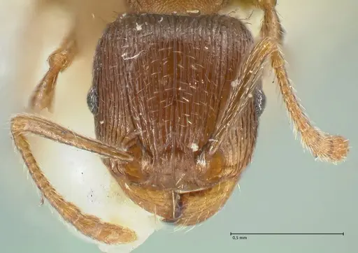 Tetramorium forte specimen FOCOL2068 image focol2068_2