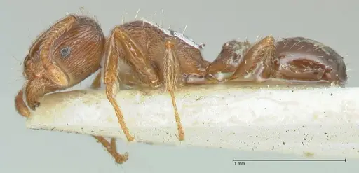 Tetramorium forte specimen FOCOL2068 image focol2068_3