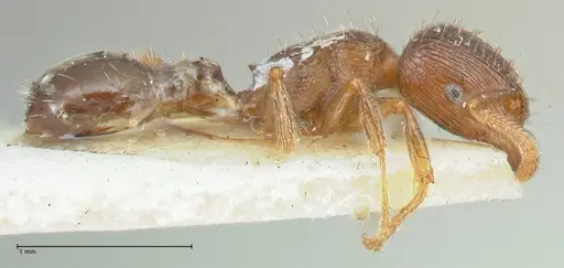 Tetramorium forte specimen FOCOL2068 image focol2068_4