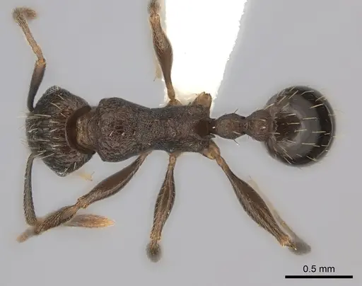 Tetramorium frenchi specimen CASENT0100796 image casent0100796_1