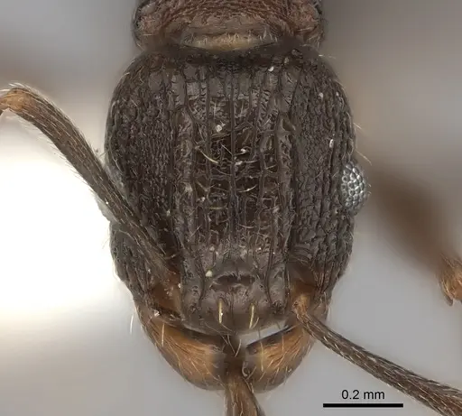 Tetramorium frenchi specimen CASENT0100796 image casent0100796_2