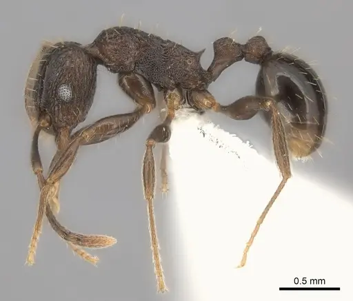 Tetramorium frenchi specimen CASENT0100796 image casent0100796_3