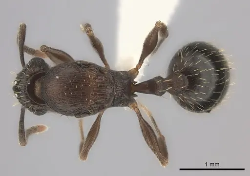 Tetramorium frenchi specimen CASENT0100798 image casent0100798_1