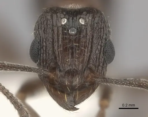 Tetramorium frenchi specimen CASENT0100798 image casent0100798_2