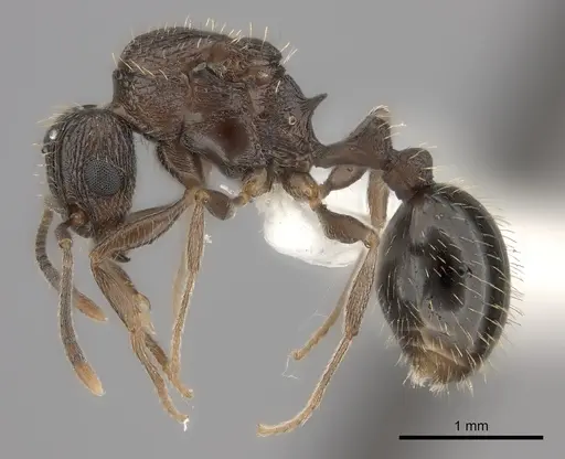 Tetramorium frenchi specimen CASENT0100798 image casent0100798_3