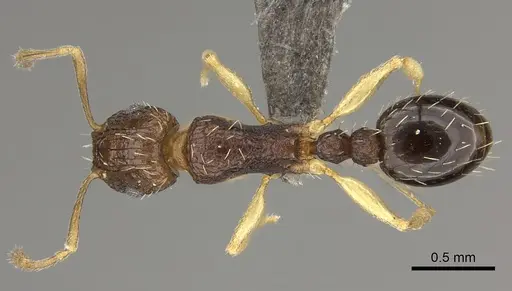 Tetramorium frenchi specimen CASENT0235769 image casent0235769_1