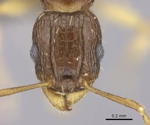 Tetramorium frenchi specimen CASENT0235769 image casent0235769_2