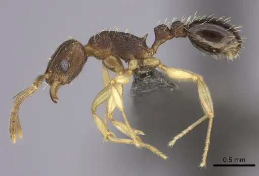 Tetramorium frenchi specimen CASENT0235769 image casent0235769_3