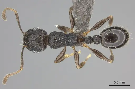 Tetramorium frenchi specimen CASENT0235780 image casent0235780_1
