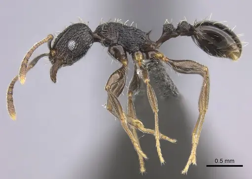 Tetramorium frenchi specimen CASENT0235780 image casent0235780_3