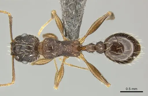 Tetramorium frenchi specimen CASENT0249021 image casent0249021_1