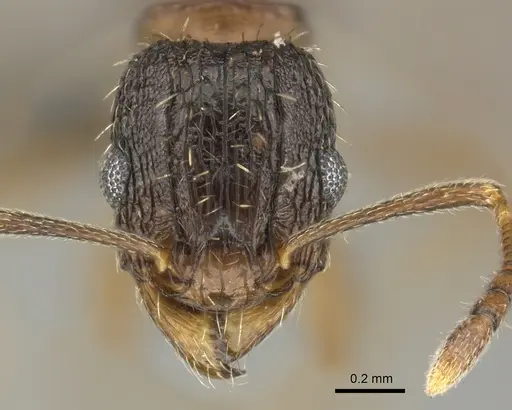 Tetramorium frenchi specimen CASENT0249021 image casent0249021_2