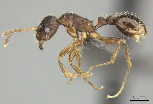 Tetramorium frenchi specimen CASENT0249021 image casent0249021_3