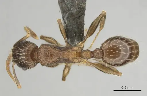 Tetramorium frenchi specimen CASENT0255122 image casent0255122_1