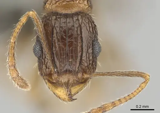 Tetramorium frenchi specimen CASENT0255122 image casent0255122_2