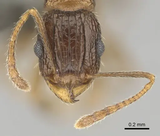 Tetramorium frenchi specimen CASENT0255122 image casent0255122_3