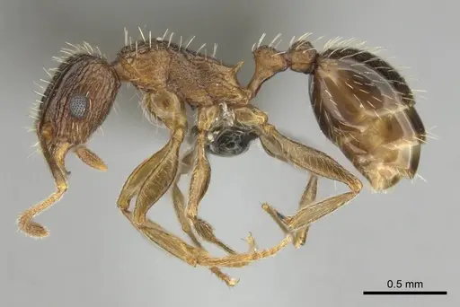 Tetramorium frenchi specimen CASENT0255122 image casent0255122_4