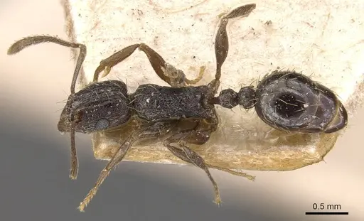 Tetramorium frenchi specimen CASENT0909132 image casent0909132_1