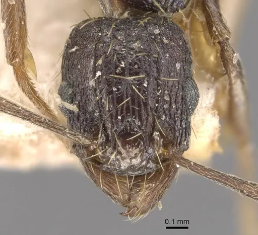 Tetramorium frenchi specimen CASENT0909132 image casent0909132_2