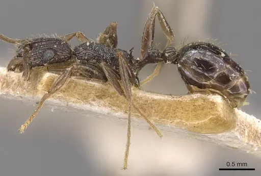 Tetramorium frenchi specimen CASENT0909132 image casent0909132_3