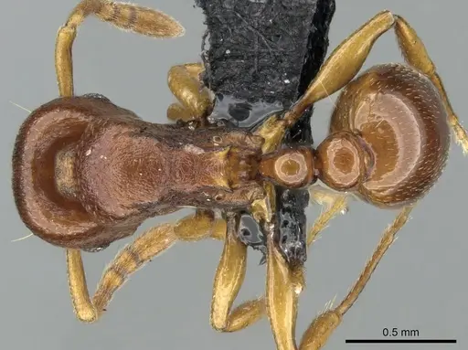 Tetramorium freya specimen CASENT0085551 image casent0085551_1