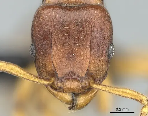 Tetramorium freya specimen CASENT0085551 image casent0085551_2