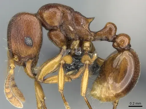 Tetramorium freya specimen CASENT0085551 image casent0085551_3