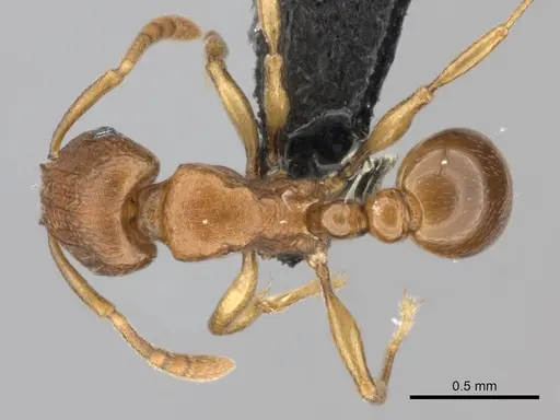 Tetramorium freya specimen CASENT0466944 image casent0466944_1