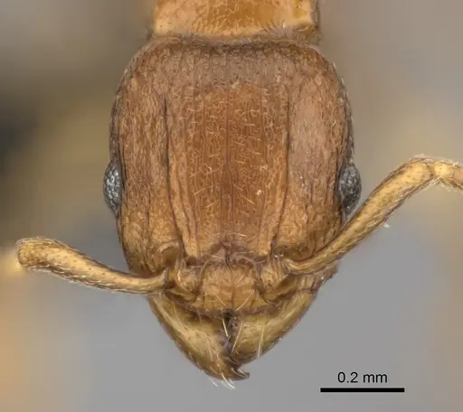 Tetramorium freya specimen CASENT0466944 image casent0466944_2