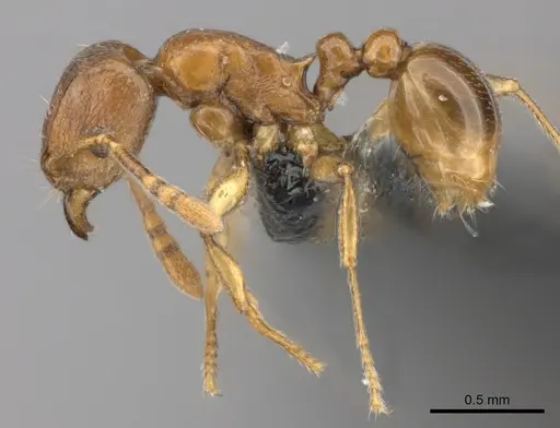 Tetramorium freya specimen CASENT0466944 image casent0466944_3