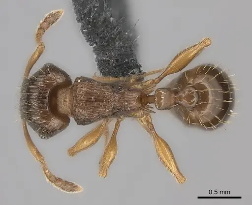 Tetramorium frigidum specimen CASENT0100789 image casent0100789_1