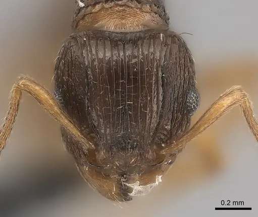 Tetramorium frigidum specimen CASENT0100789 image casent0100789_2