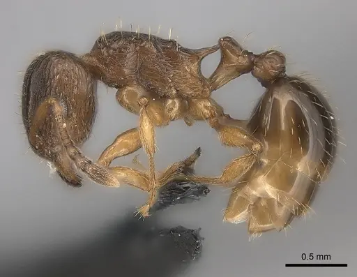 Tetramorium frigidum specimen CASENT0100789 image casent0100789_3