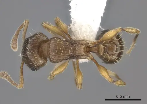 Tetramorium frigidum specimen CASENT0100801 image casent0100801_1