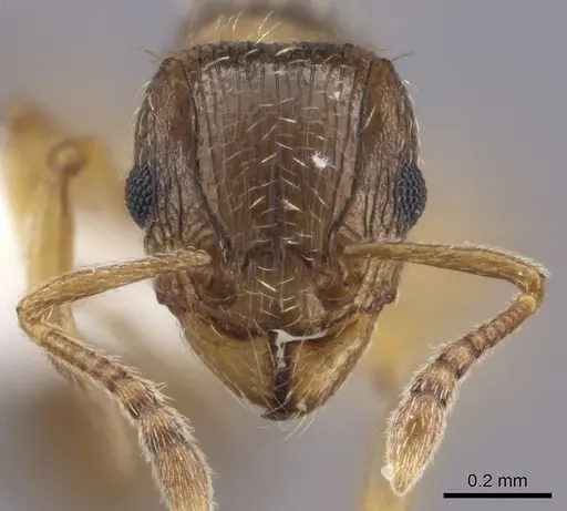 Tetramorium frigidum specimen CASENT0100801 image casent0100801_2
