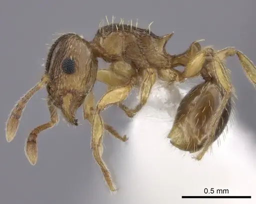 Tetramorium frigidum specimen CASENT0100801 image casent0100801_3
