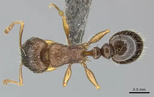 Tetramorium frigidum specimen CASENT0249008 image casent0249008_1