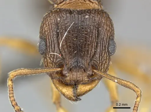 Tetramorium frigidum specimen CASENT0249008 image casent0249008_2