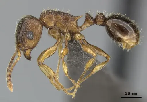 Tetramorium frigidum specimen CASENT0249008 image casent0249008_3