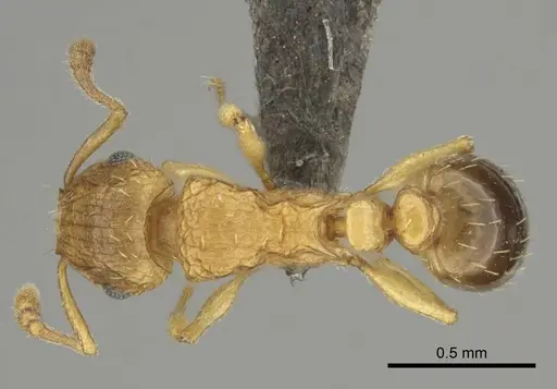 Tetramorium frigidum specimen CASENT0253042 image casent0253042_1