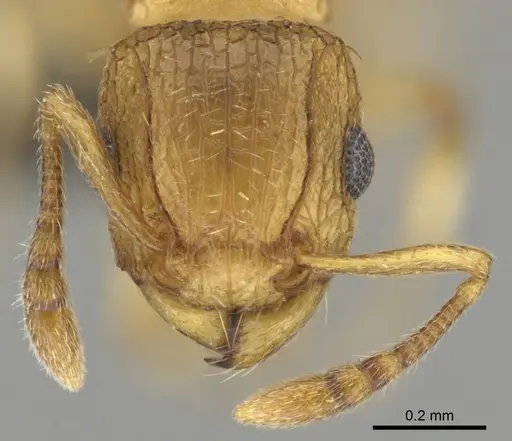 Tetramorium frigidum specimen CASENT0253042 image casent0253042_2